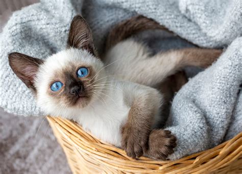 10 Surprising Facts About Siamese Cats - MyStart