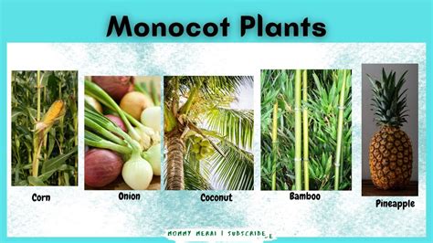 Exles Of Monocot And Dicot Seeds With Pictures - Infoupdate.org