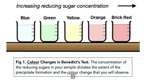 ᐉ Tests for Carbohydrates: Learn More About Sugar Tests!