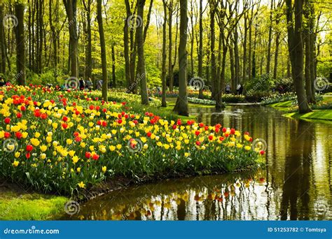 Tulips in Keukenhof park stock photo. Image of amsterdam - 51253782