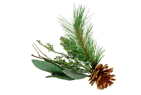 Free Pine Bough Png, Download Free Pine Bough Png png images, Free ClipArts on Clipart Library