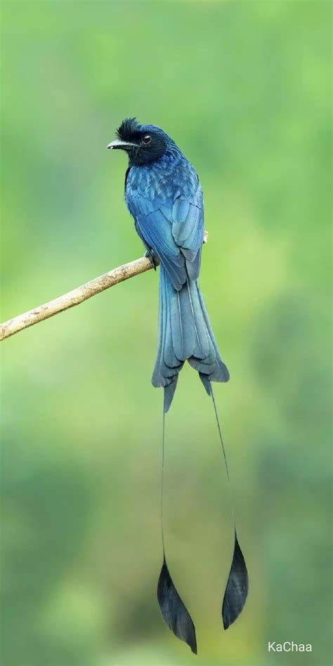 Long Tail Bird | Beautiful Birds