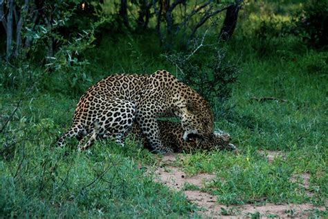 Interesting facts about Leopard’s mating | Kapama Blog