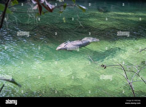 Manatees, Blue Springs State Park, Florida Stock Photo - Alamy