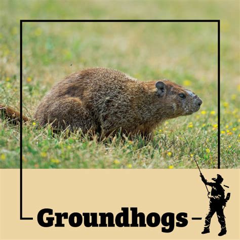 Groundhog Pest Control Near Me | Pest Control