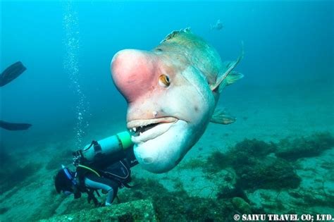 (Video) An Asian Sheepshead Wrasse Named “Yoriko” in Hasama’s Underwater Park (Tateyama, Chiba ...