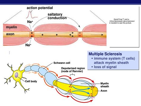 PPT - Nervous System: The Neuron and the Transmission of a Nerve ...