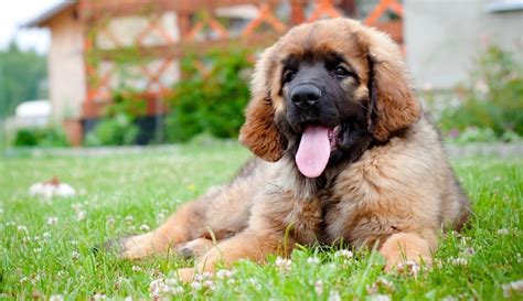 Leonberger Weight Chart | Size & Growth Chart