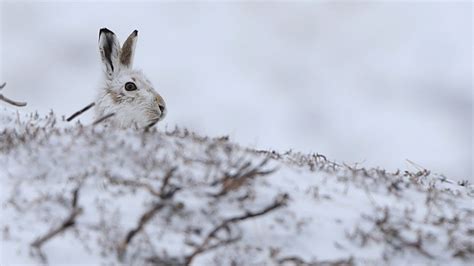 Climate change: Mountain hares 'losing winter camouflage' due to more snowless days | UK News ...