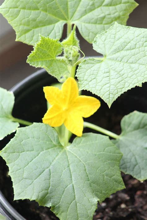 Cucumber | Plant leaves, Cucumber, Plants