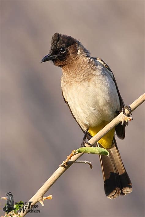 South African Birds Identification