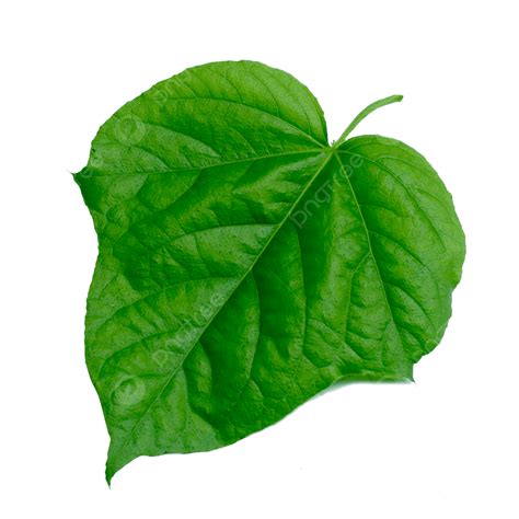 Single Leaf PNG Image, Single Green Leaf, Green, Leaf, Nature PNG Image ...