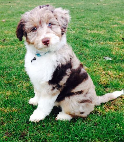 Mini Aussiedoodle | Poodle mix, Dog breeds, Cute dogs