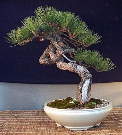 An Irresistible Ponderosa Pine | Bonsai Bark