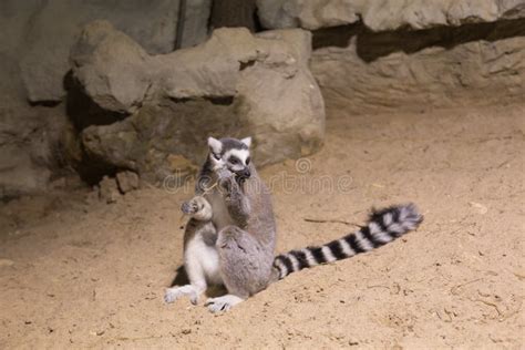 Lemur Funny Animal Mammal Madagascar Stock Photo - Image of african, africa: 95549418