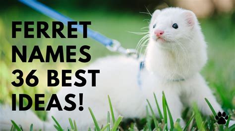 Ferret Names - 36 CUTE 💚 UNIQUE & TOP Ideas | Names - YouTube