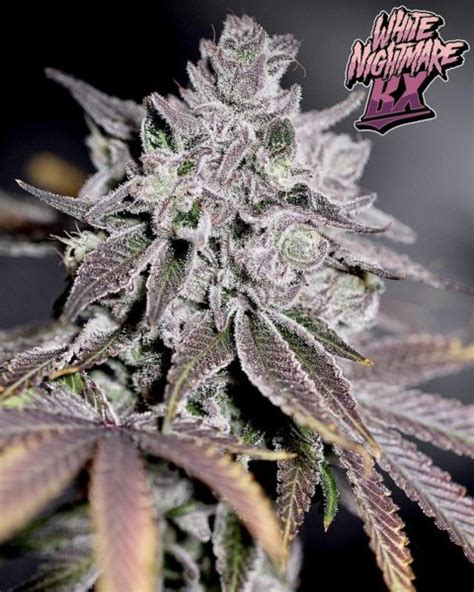 Sincity Seeds - White Nightmare Bx - Heritage Seedbank