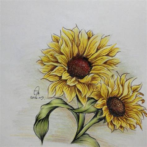 Sunflower Pencil Drawing