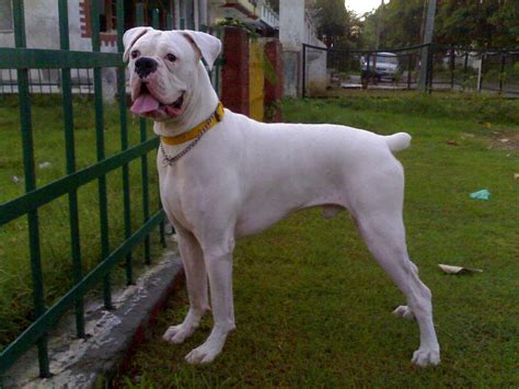 Boxer Dog Breed » Information, Pictures, & More