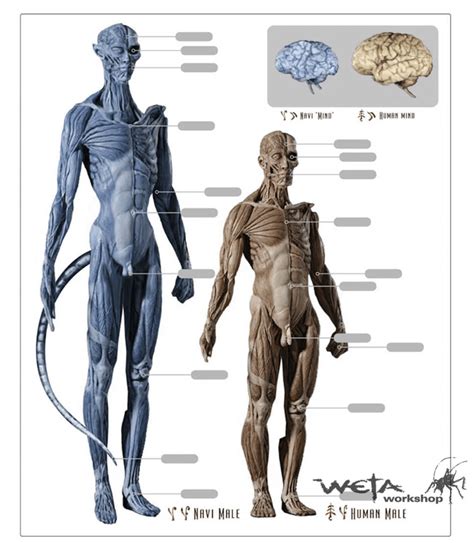 RDA scientist Dr. Yamak have proved Na'vi brain is size of squirrel : r/Avatar