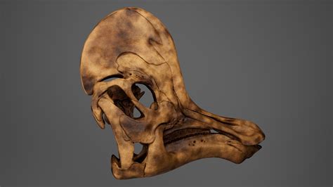 3D Corythosaurus Skull - TurboSquid 1980088