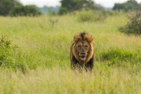 A week in Kruger National Park -- Wildlife in photography-on-the.net forums