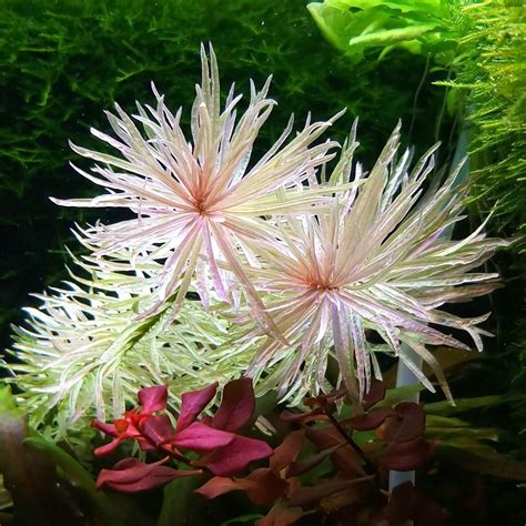 Aquatic Plants Ludwigia Sp White / Ludwigia Sp Pink (3stems at $42) 3 stems Available Only. VERY ...