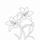 Lily Flower Coloring Page And Book Hand Drawn Line Art Illustration  sketch template