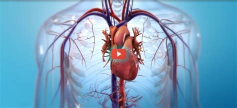 Bioprintable Heart Progress Reported [video]|Health Tech Insider