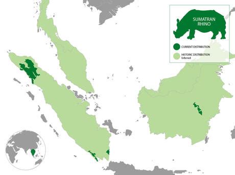 Sumatran Rhino | Species | WWF