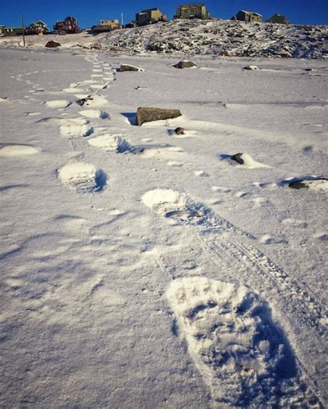 Massive polar bear tracks spotted in Iqaluit | CBC News