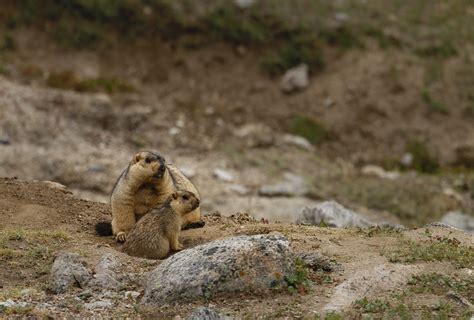 Young Himalayan marmots are born around end-May or June, and remain underground for a few weeks ...