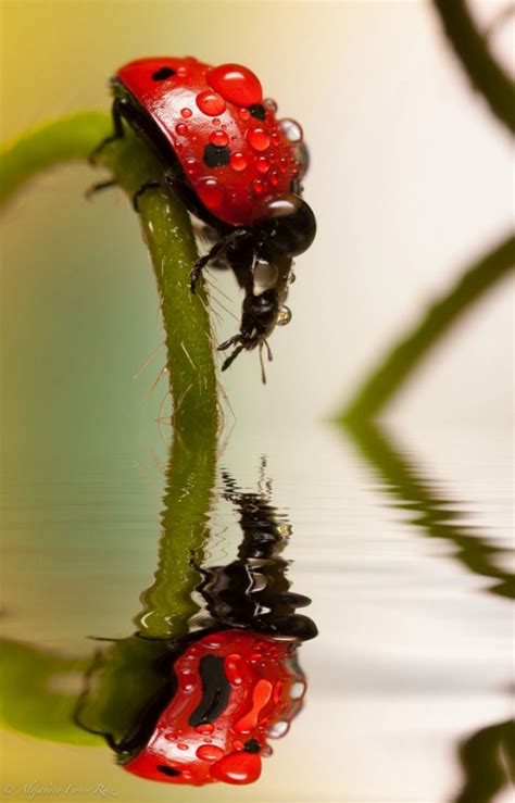 Ladybugs With Water Drops ~ Blogs2Fun