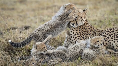 Mischievous cheetah cubs are a handful! - CGTN