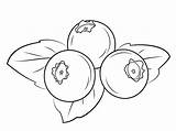 Berries Coloring Pages sketch template