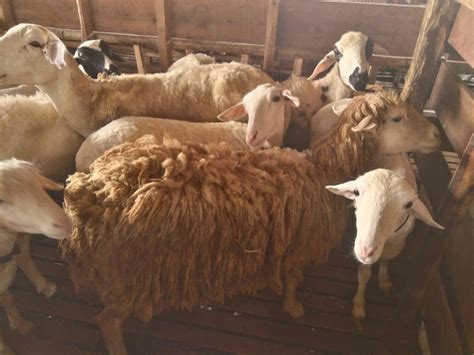 Jual Bibit Domba Merino Bogor - Filaha Farm