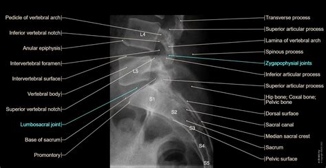 Anatomy Of The Spine: Normal Anatomy E-Anatomy