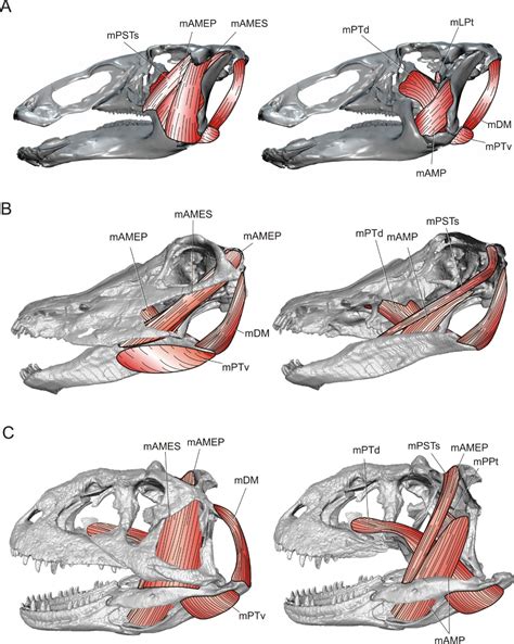 snake head muscles - Google Search | Aikido, Sports massage therapy, Massage therapy