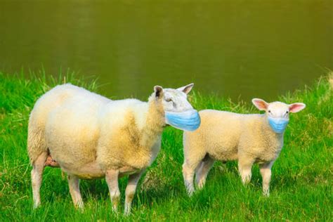 2,300+ Sheep Copulating Stock Photos, Pictures & Royalty-Free Images ...