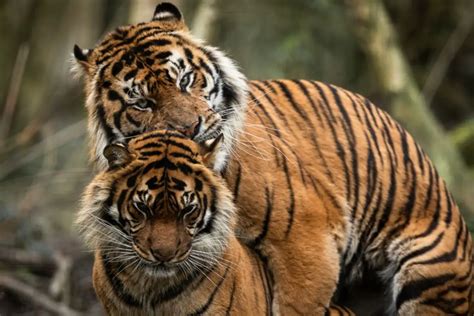 Tiger Sex Life & Reproduction: What You Need To Know - Tiger Tribe