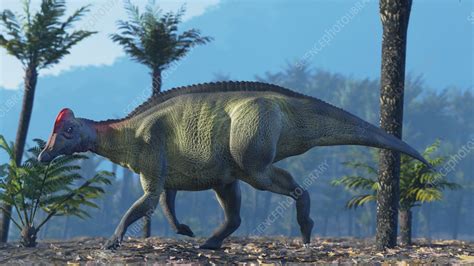 Hypacrosaurus, illustration - Stock Image - C056/2365 - Science Photo Library