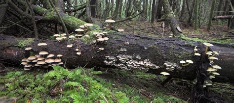 mushroom log by Bob Keller photography | Natural world, Nature, Stuffed ...