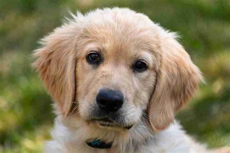 golden-retriever | Emotional Pet Support