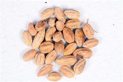 Terminalia Chebula Seeds, Packaging Type: Loose at Rs 25/kg in Indore