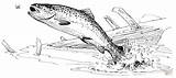 Rainbow Trout Jumping Out Of Water Coloring Page  Free Printable sketch template