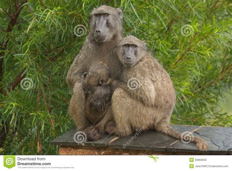 Chacma baboons stock photo. Image of sitting, family - 33966840