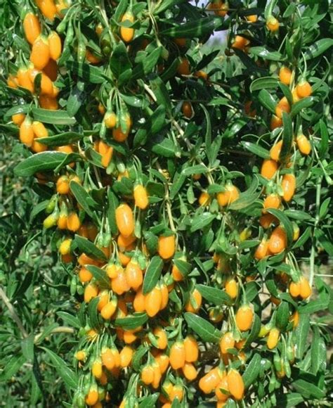 Yellow Goji Berry Plant | Lycium barbarum 'Amber Sweet' | Order