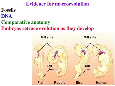 PPT - Evidence for macroevolution Strongest = Fossil Record order of ...