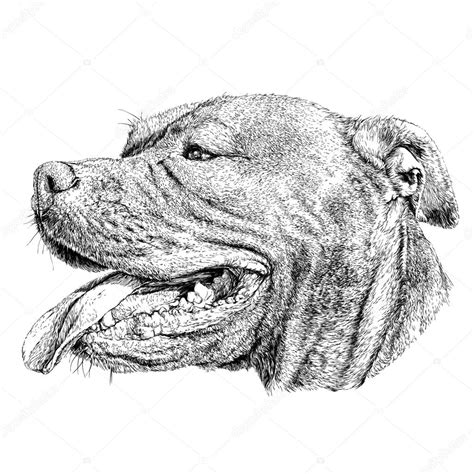 Sketches of pitbull dogs | Sketch of Dog Pit bull terrier. — Stock Vector © Diana_Pryadieva ...