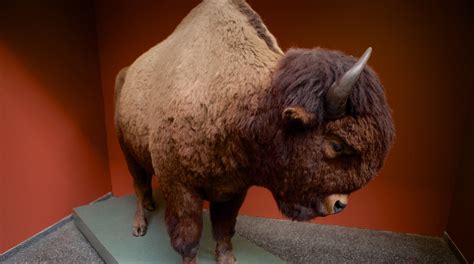 Buffalo Museum of Science Tours - Book Now | Expedia